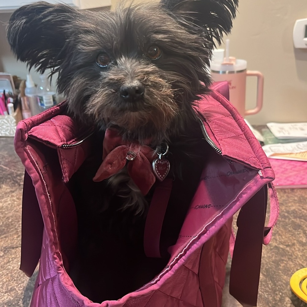 Joan and David Soft Pet Carrier
